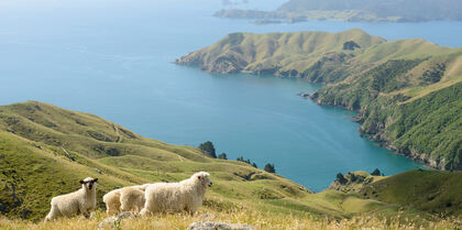 Marlborough Sounds